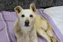 JONNE, Hund, Mischlingshund in Kroatien - Bild 5