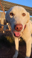 LENILOU, Hund, Mischlingshund in Griechenland - Bild 6