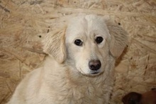 GOLDY, Hund, Mischlingshund in Rumänien - Bild 1