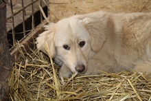 GOLDY, Hund, Mischlingshund in Rumänien - Bild 2