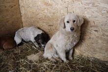 GOLDY, Hund, Mischlingshund in Rumänien - Bild 3