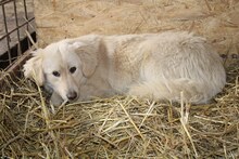 GOLDY, Hund, Mischlingshund in Rumänien - Bild 4