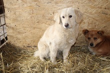 GOLDY, Hund, Mischlingshund in Rumänien - Bild 5