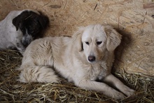 GOLDY, Hund, Mischlingshund in Rumänien - Bild 6