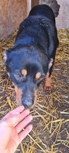CAYA, Hund, Mischlingshund in Rumänien - Bild 3