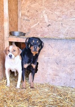 CAYA, Hund, Mischlingshund in Rumänien - Bild 4