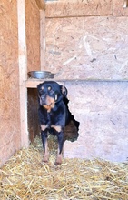CAYA, Hund, Mischlingshund in Rumänien - Bild 5