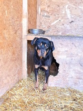 CAYA, Hund, Mischlingshund in Rumänien - Bild 6
