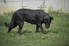 EMESE, Hund, Mischlingshund in Ungarn - Bild 1