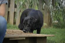 EMESE, Hund, Mischlingshund in Ungarn - Bild 4