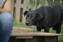 EMESE, Hund, Mischlingshund in Ungarn - Bild 6