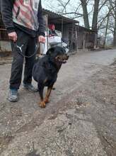 GINA, Hund, Rottweiler-Mix in Ungarn - Bild 5