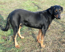 JUMPER, Hund, Mischlingshund in Ungarn - Bild 2