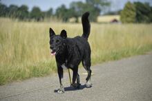 LENNOX, Hund, Mischlingshund in Wolfenbüttel - Bild 3