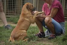 RELLA, Hund, Mischlingshund in Ungarn - Bild 1