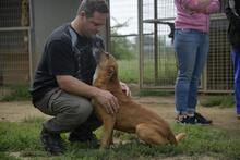 RELLA, Hund, Mischlingshund in Ungarn - Bild 2