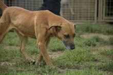 RELLA, Hund, Mischlingshund in Ungarn - Bild 3