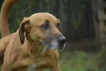 RELLA, Hund, Mischlingshund in Ungarn - Bild 6