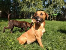 RELLA, Hund, Mischlingshund in Ungarn - Bild 7