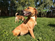 RELLA, Hund, Mischlingshund in Ungarn - Bild 8