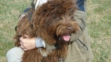 FIRKA, Hund, Mischlingshund in Ungarn - Bild 1