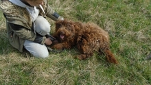 FIRKA, Hund, Mischlingshund in Ungarn - Bild 2