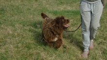 FIRKA, Hund, Mischlingshund in Ungarn - Bild 3
