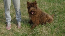FIRKA, Hund, Mischlingshund in Ungarn - Bild 4