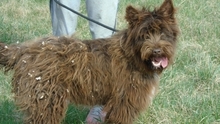 FIRKA, Hund, Mischlingshund in Ungarn - Bild 5