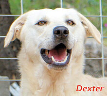 DEXTER, Hund, Mischlingshund in Italien - Bild 1