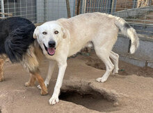 DEXTER, Hund, Mischlingshund in Italien - Bild 14
