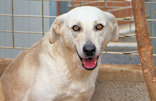 DEXTER, Hund, Mischlingshund in Italien - Bild 2