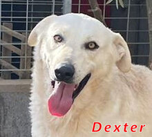 DEXTER, Hund, Mischlingshund in Italien - Bild 8