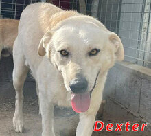 DEXTER, Hund, Mischlingshund in Italien - Bild 9