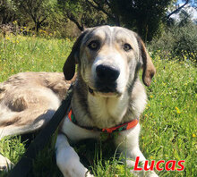 LUCAS, Hund, Mischlingshund in Italien - Bild 1