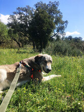 LUCAS, Hund, Mischlingshund in Italien - Bild 2