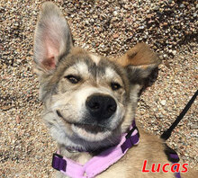 LUCAS, Hund, Mischlingshund in Italien - Bild 3