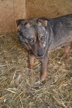 AVA, Hund, Mischlingshund in Rumänien - Bild 1