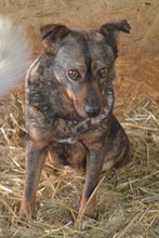 AVA, Hund, Mischlingshund in Rumänien - Bild 2