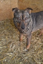 AVA, Hund, Mischlingshund in Rumänien - Bild 4