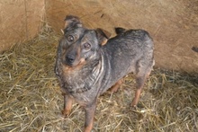 AVA, Hund, Mischlingshund in Rumänien - Bild 6