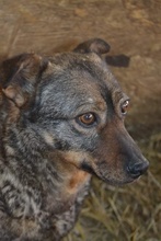 AVA, Hund, Mischlingshund in Rumänien - Bild 8