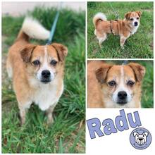 RADU, Hund, Mischlingshund in Mainz - Bild 1