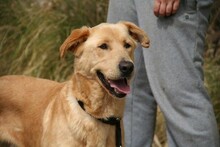 CARLY, Hund, Golden Retriever-Mix in Spanien - Bild 1