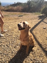CARLY, Hund, Golden Retriever-Mix in Spanien - Bild 10