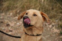 CARLY, Hund, Golden Retriever-Mix in Spanien - Bild 12