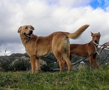 CARLY, Hund, Golden Retriever-Mix in Spanien - Bild 13