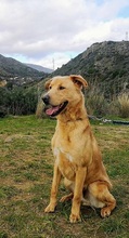 CARLY, Hund, Golden Retriever-Mix in Spanien - Bild 15