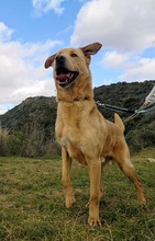 CARLY, Hund, Golden Retriever-Mix in Spanien - Bild 16