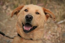 CARLY, Hund, Golden Retriever-Mix in Spanien - Bild 17
